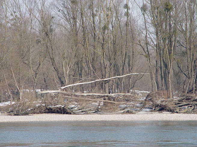 immerblühender baum